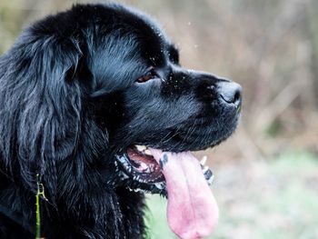 Close-up of black dog looking away