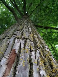 Low angle view of tree trunk