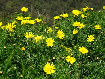 Yellow flowers blooming on field