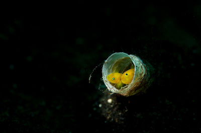 Close-up of snail on field