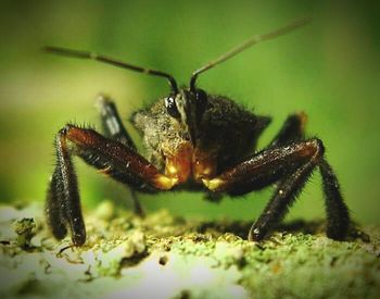 Close-up of insect on plant