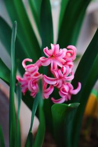 Close-up of pink flowering plant