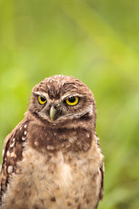 Baby burrowing owl athene cunicularia perched outside its burrow on marco island, florida