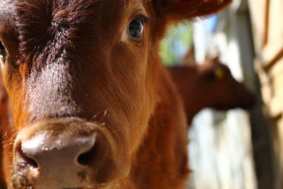 Close-up of cow