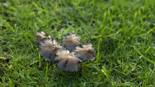 High angle view of dandelion on field