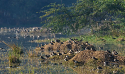 View of sheep on land