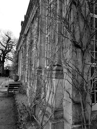 Bare trees in city