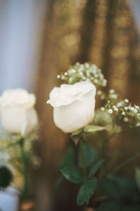 Close-up of white rose