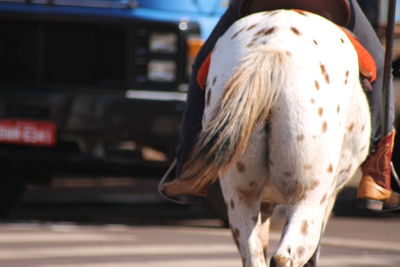 Close-up of a horse