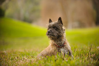 Puppy sitting on field