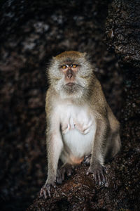Monkey sitting on rock