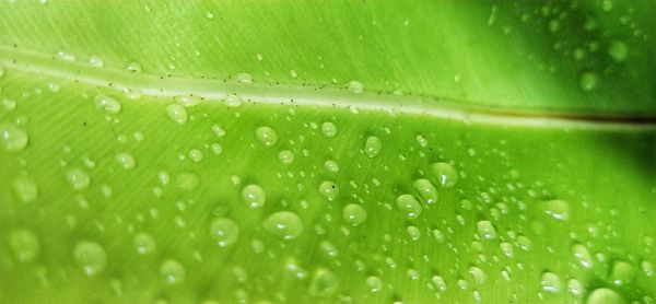 Full frame shot of raindrops on green leaves