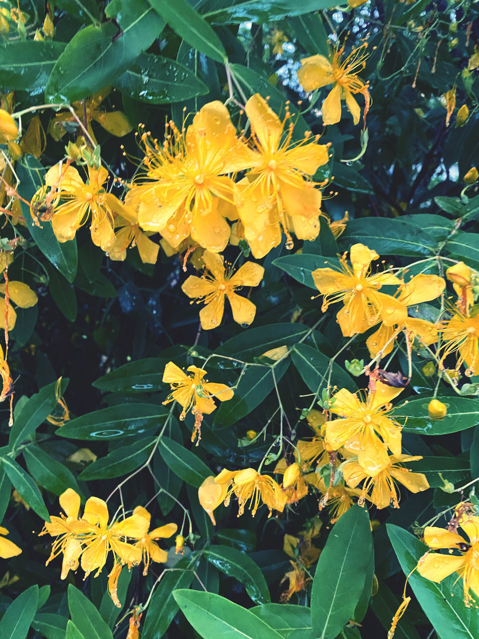 CLOSE-UP OF YELLOW FLOWERING PLANTS