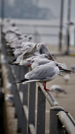 Close-up of bird perching on railing