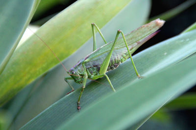 Close-up of grasshopper on plant