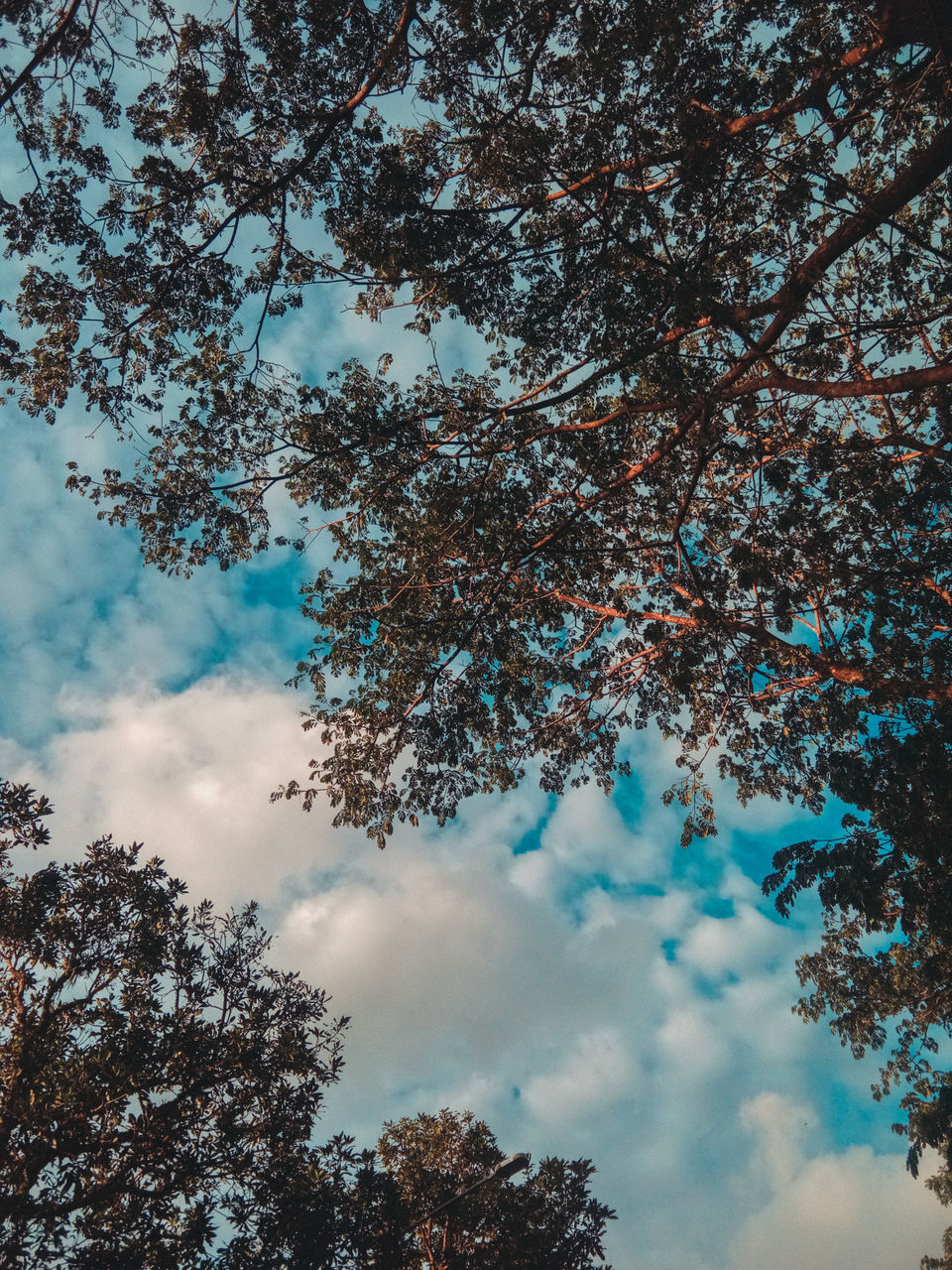 LOW ANGLE VIEW OF TREES AGAINST CLOUDY SKY