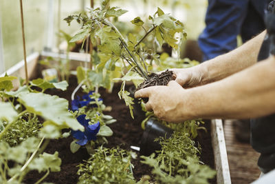 Cropped image of man gardening in greenhouse