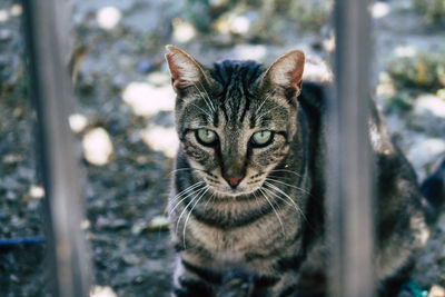 Close-up portrait of tabby cat