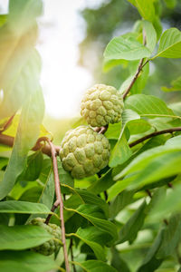 Close-up of fruits growing on plant