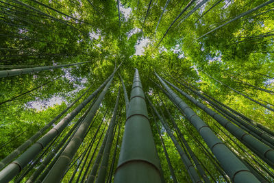 Low angle view of bamboo trees in forest