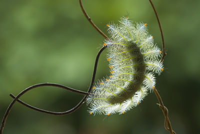 Fire caterpillar on unique branch