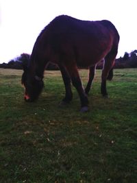 Horse grazing on field