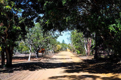 View of people walking on trees