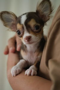 Portrait of cute puppy chiwawa