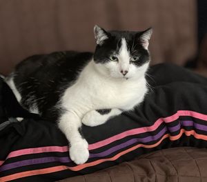 Portrait of cat relaxing on bed at home