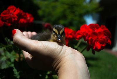 Cropped image of woman hand holding duckling against red flowers