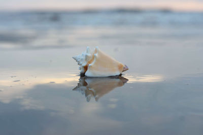 Close-up of a turtle in the sea