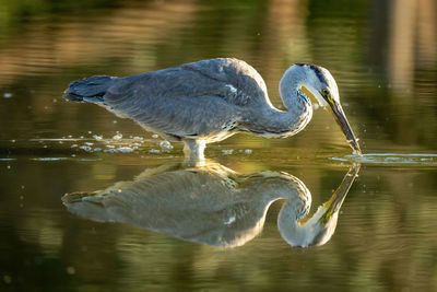 Bird in lake