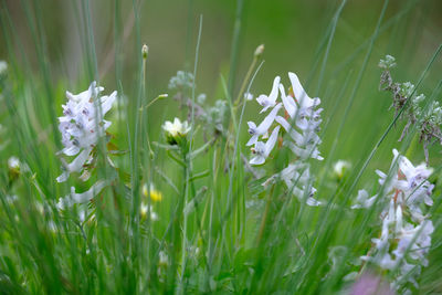 Ukranian bluebells, hyacinthoides non-scripta, selective focus and diffused foreground in spring