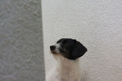 Close-up of a dog looking away
