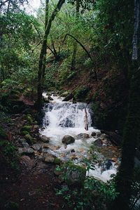 Scenic view of waterfall in forest