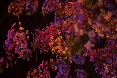 Close-up of cherry blossom tree