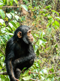 Monkey sitting on a tree