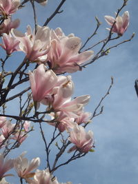 Low angle view of pink cherry blossoms in spring