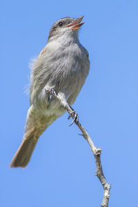 Low angle view of bird perching on branch against sky