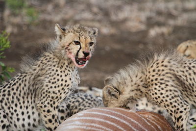 Cheetahs feeding on pray