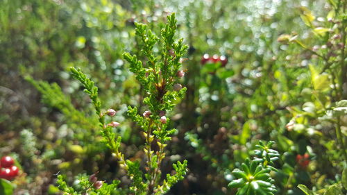 Close-up of fresh green plant