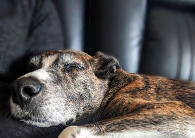 Close-up of dog sleeping