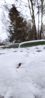 View of birds on snow covered field