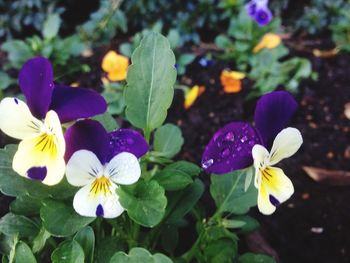 Close-up of purple crocus blooming outdoors
