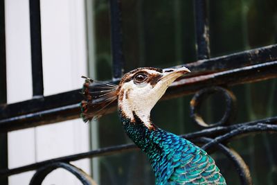 Close-up of peacock perching outdoors