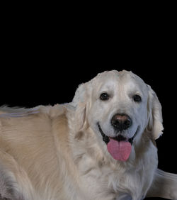 Close-up of golden retriever against black background