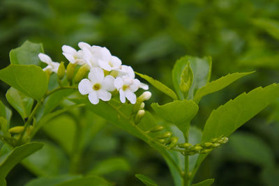 Close-up of white flowering plant