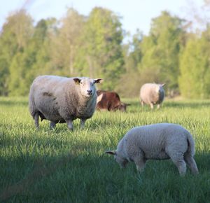 Sheep in a field