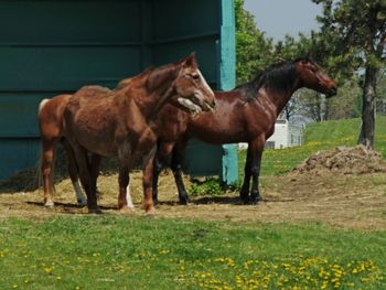 Horses standing in ranch