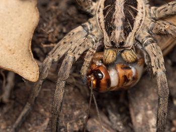 Close-up of spider hunting insect